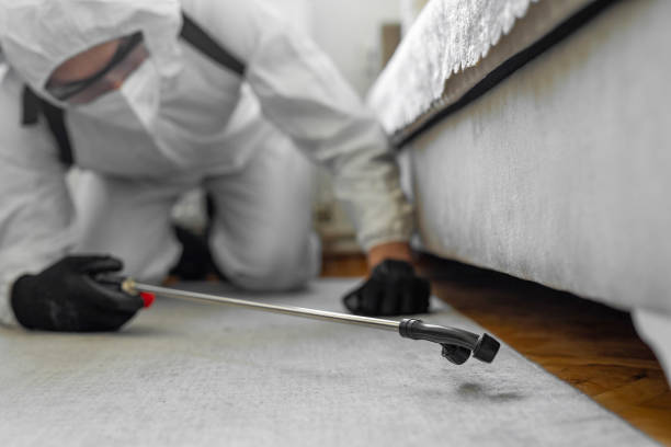 Professional Bed Bug Control technician working in Land O' Lakes, FL